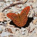 IMG_6440_Silver-washed_Fritillary.JPG